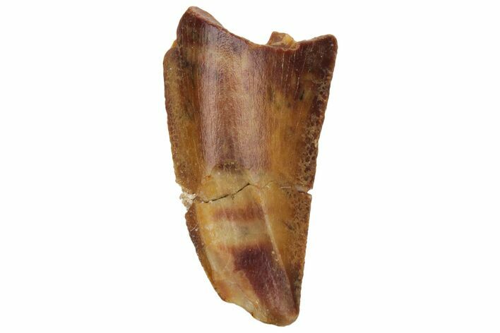 Serrated, Raptor Tooth - Real Dinosaur Tooth #230845